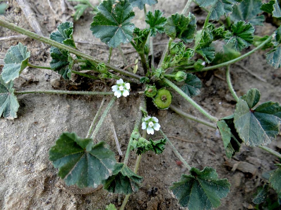 Malva parviflora